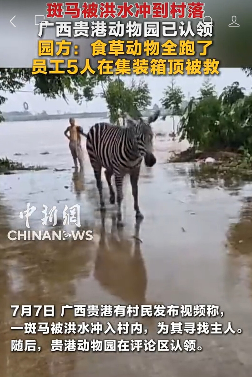 台風10号でシマウマなど計100頭以上が動物園から逃げ出し行方不明　中国