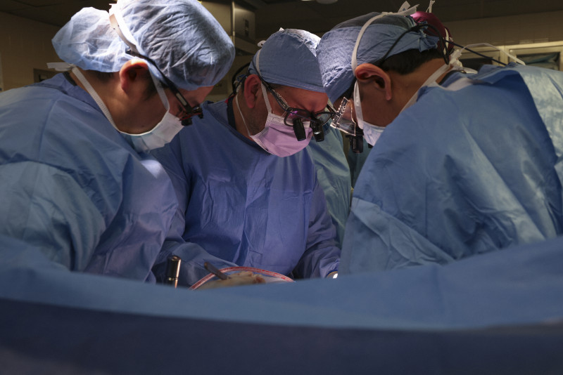日本国内初実施　「異種移植」　豚から腎臓を人間に