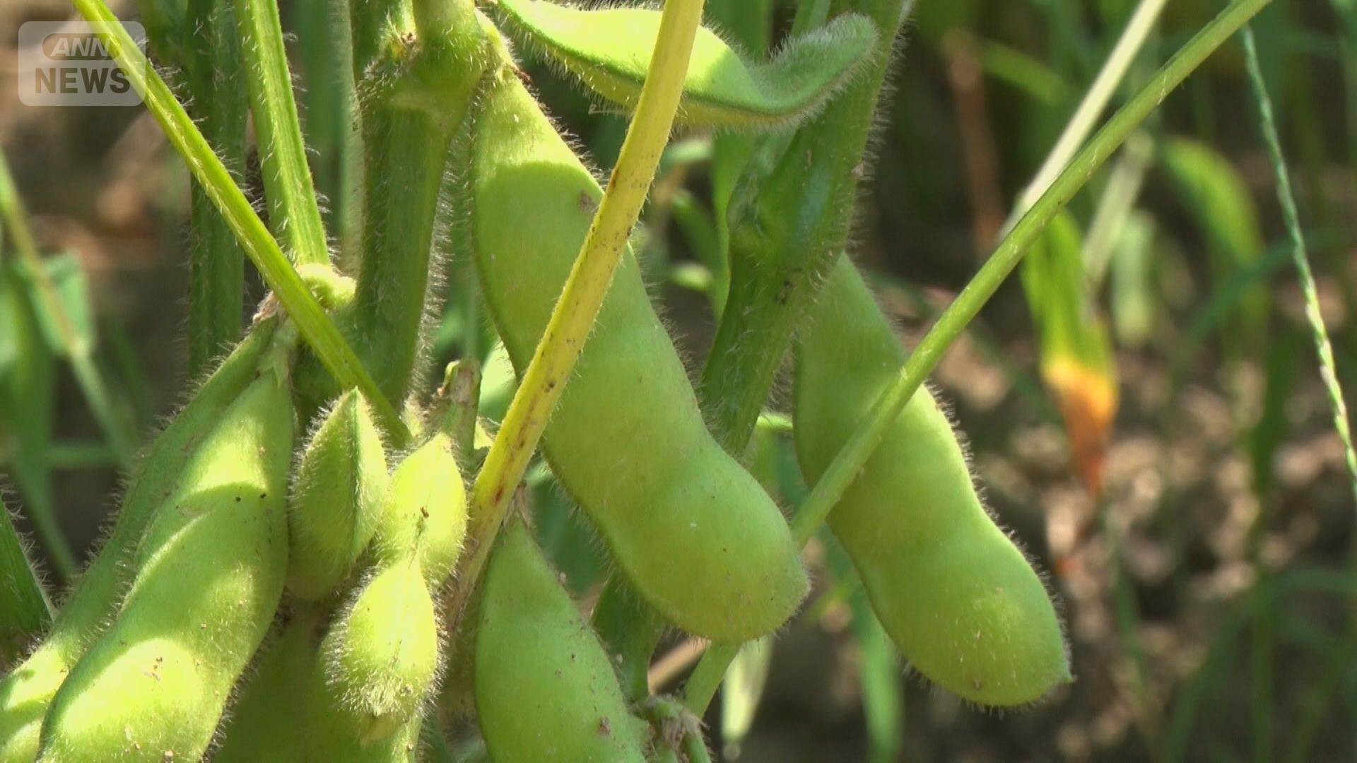 農家「消費税を1％にされると7％の利益がなくなる」　農家の悩み