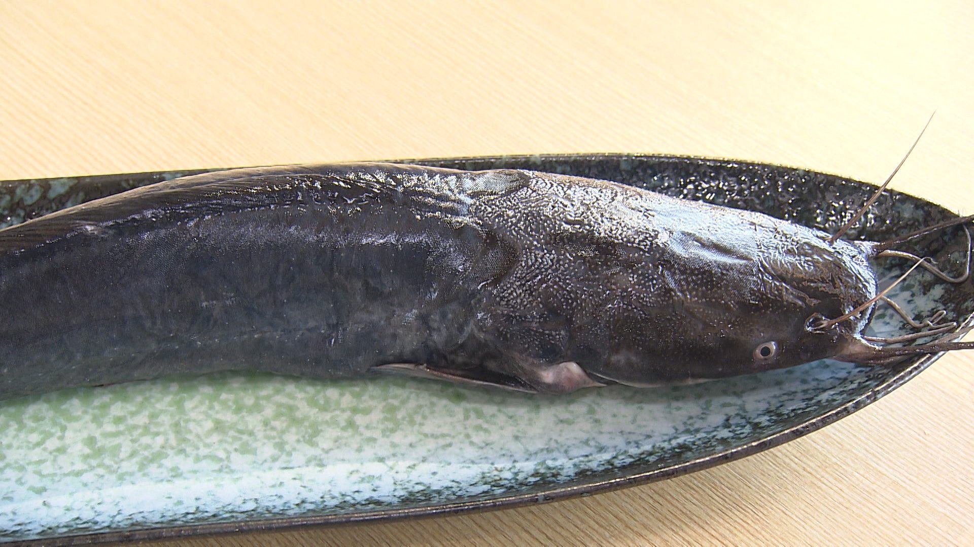 養殖ナマズ　刺身で食える　身がこってり