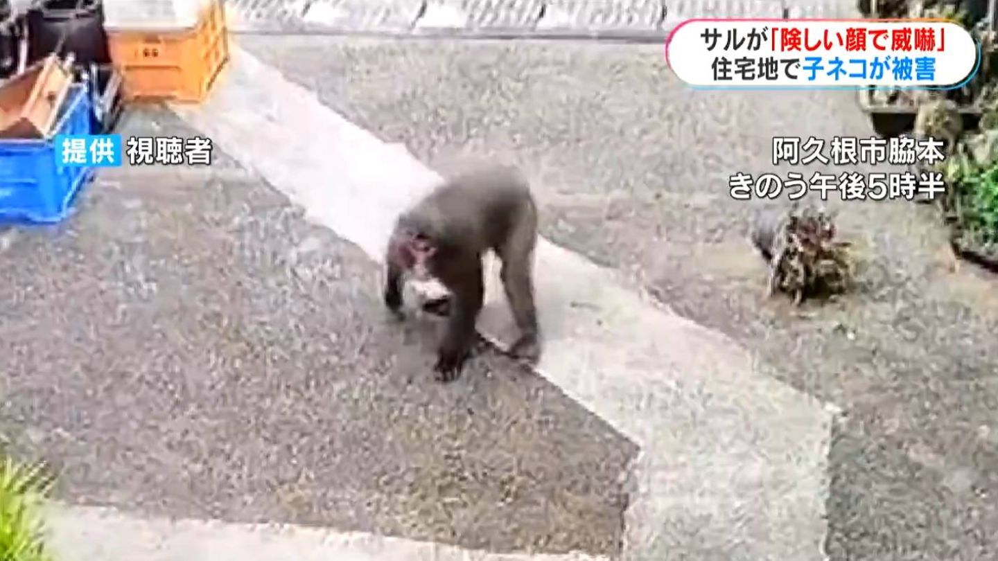 飼いネコ4匹 サルに襲われて死ぬ