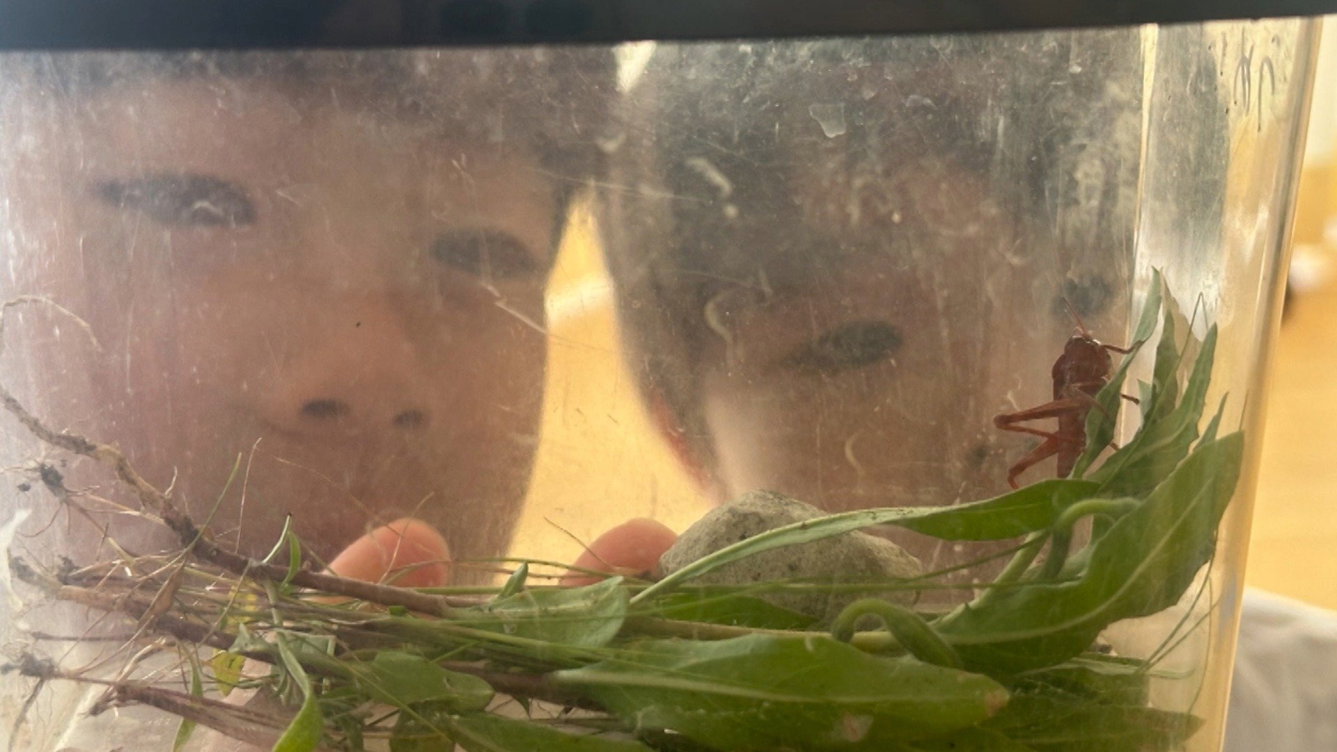 バッタって鳴き声が良くて家に連れてきて飼うとうるせぇ