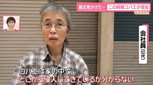 コバエ取りの一切効かないコバエがいるんだな