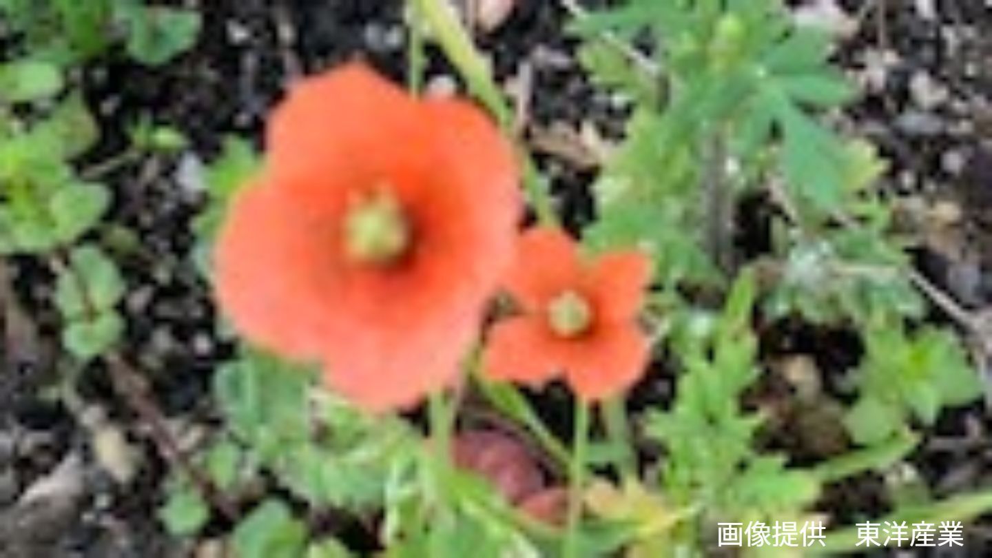 【大◯のぶ代】全国に拡大「オレンジ色の花」実はアルカロイド系の毒素を含む地中海沿岸うまれ