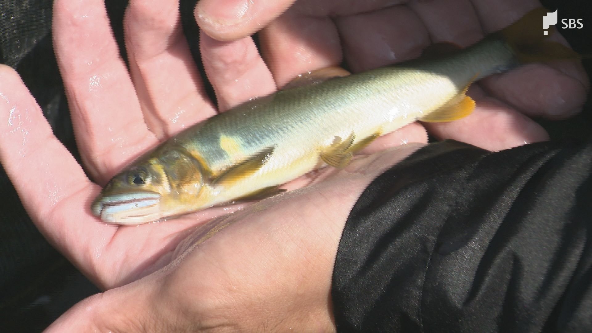 アユ釣り解禁！！釣れてますか？