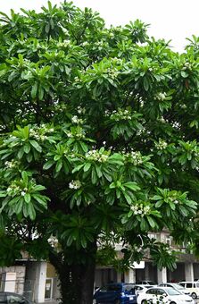 漫湖公園などに有毒植物「触れたり子どもが誤って口に入れたりしないよう注意してほしい」