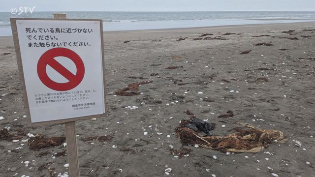 海岸に多数の野鳥の死がい「鳥が50～100羽くらい死んでいる」鳥インフルの可能性も　網走