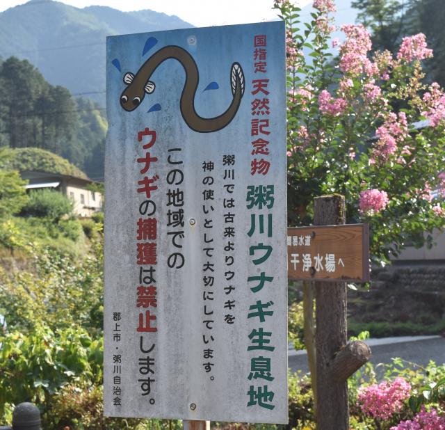 住民「ウナギは食べない。ウナギは神様だから。」