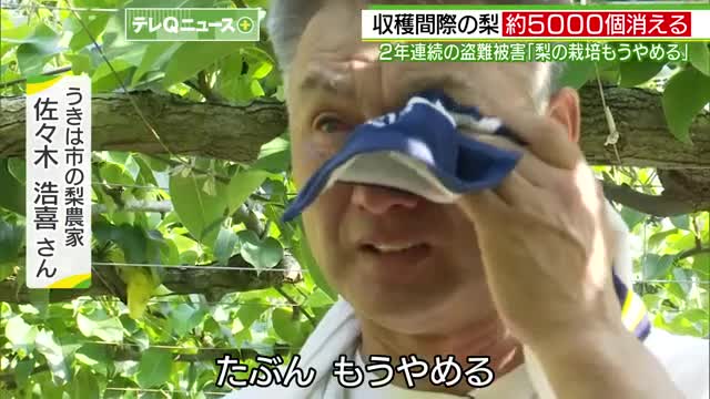 梨5000個盗まれ「栽培辞めます」
