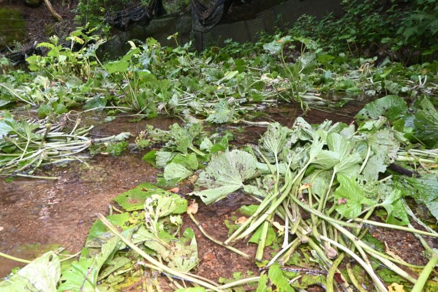 湯ケ島のワサビ5000本盗難 収穫直前200万円超 切り口きれいに 生産詳しい者か―伊豆市