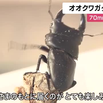 オオクワガタの出荷始まる　70ミリ超には数万円の値が付くことも　オス120匹・メス100匹を販売へ