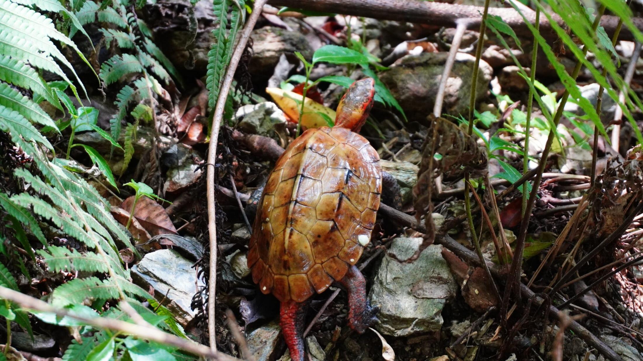 中国籍の密輸グループから保護されたリュウキュウヤマガメ68匹が山に帰る
