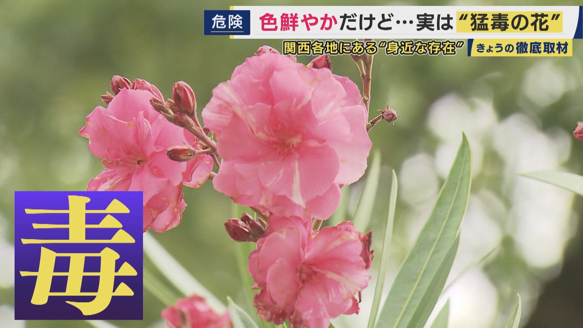 キョウチクトウは猛毒でも排気ガスに負けないで緑だから植えられやすいらしいな