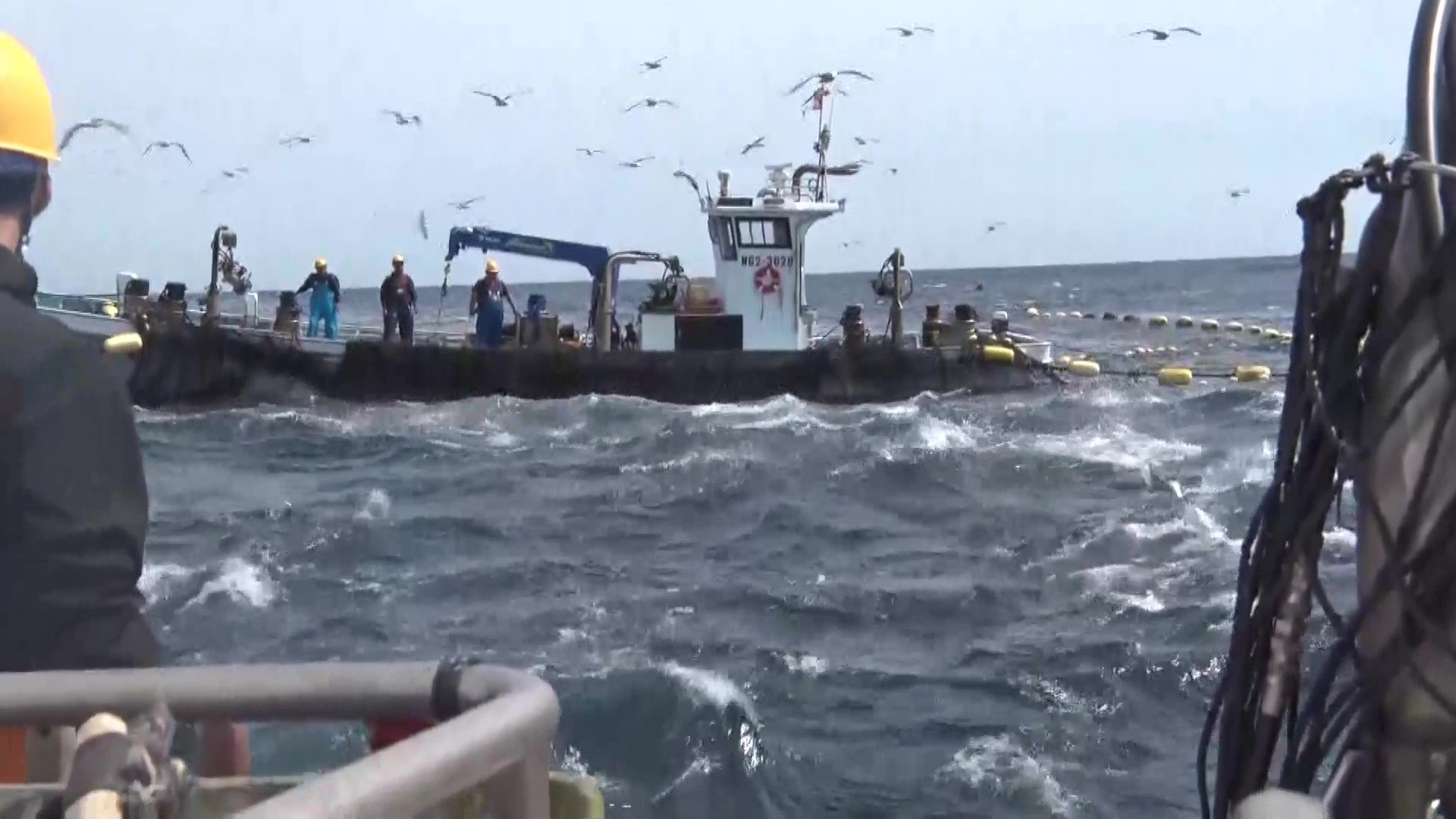 クロマグロ豊漁　採れすぎで逃がす