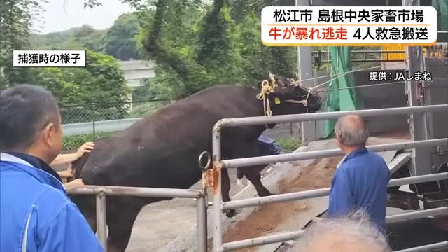 家畜市場で500キロの牛が暴れ250メートル逃走…止めようとした4人が重軽傷