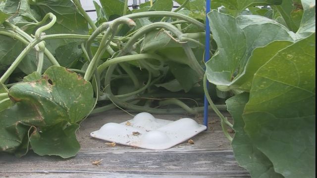 坂井市三国町でメロン50個盗まれる　坂井市三国町ってどこだよ？