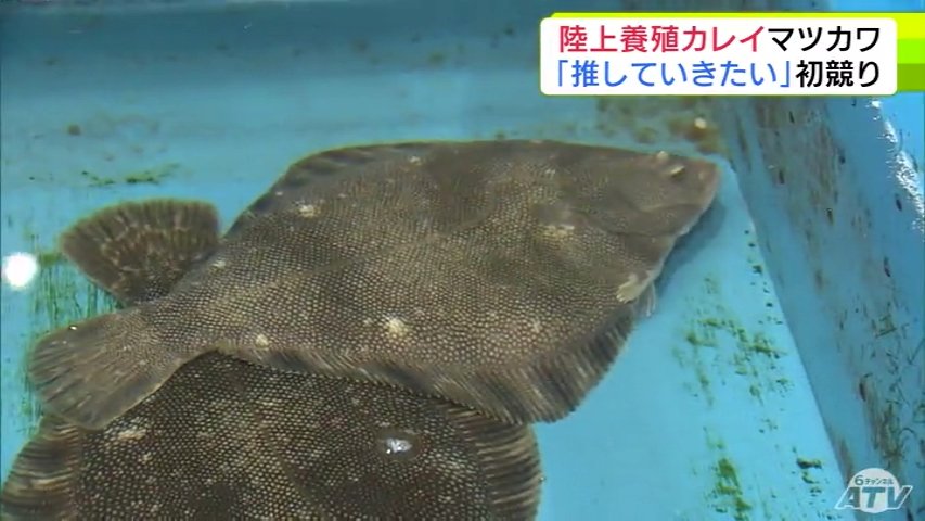 カレイと言うと亀有公園前派出所の両津のカレイライスを思い出す