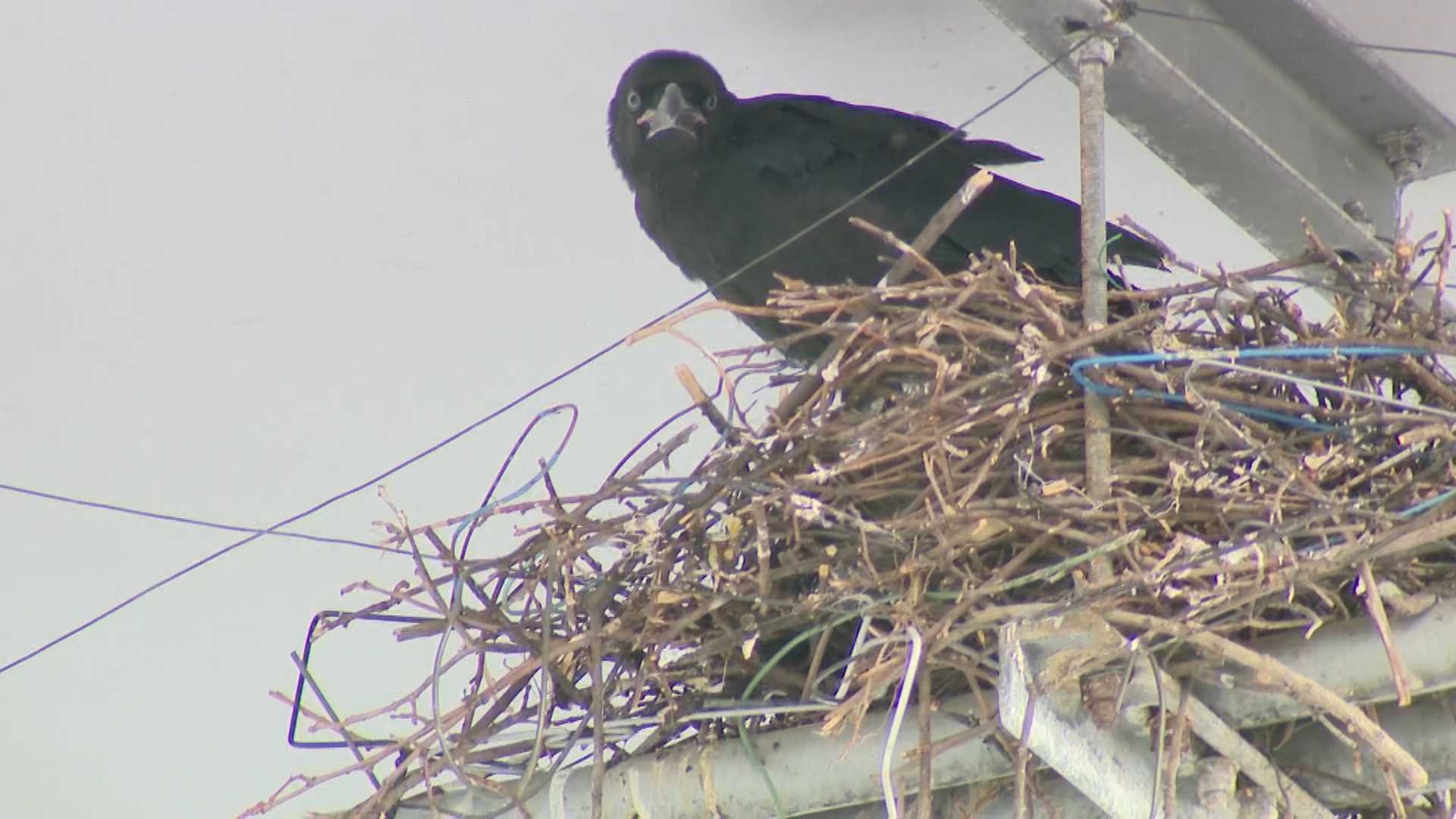 鳥類でも本当にカラスは獰猛で、巣の近くを歩く人間を足で攻撃してくるしな