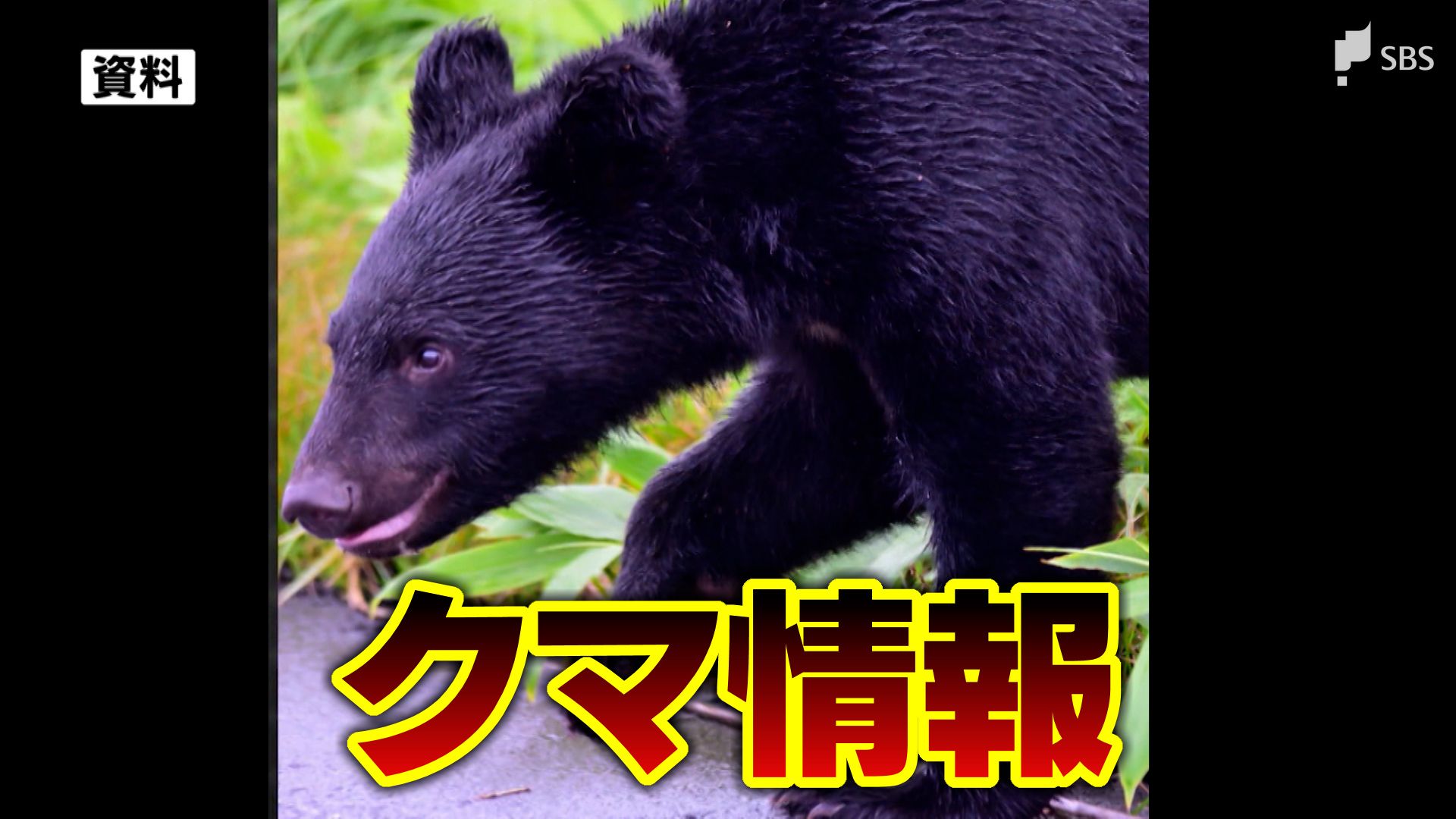 富士宮市でクマの目撃情報　市では注意呼びかけ