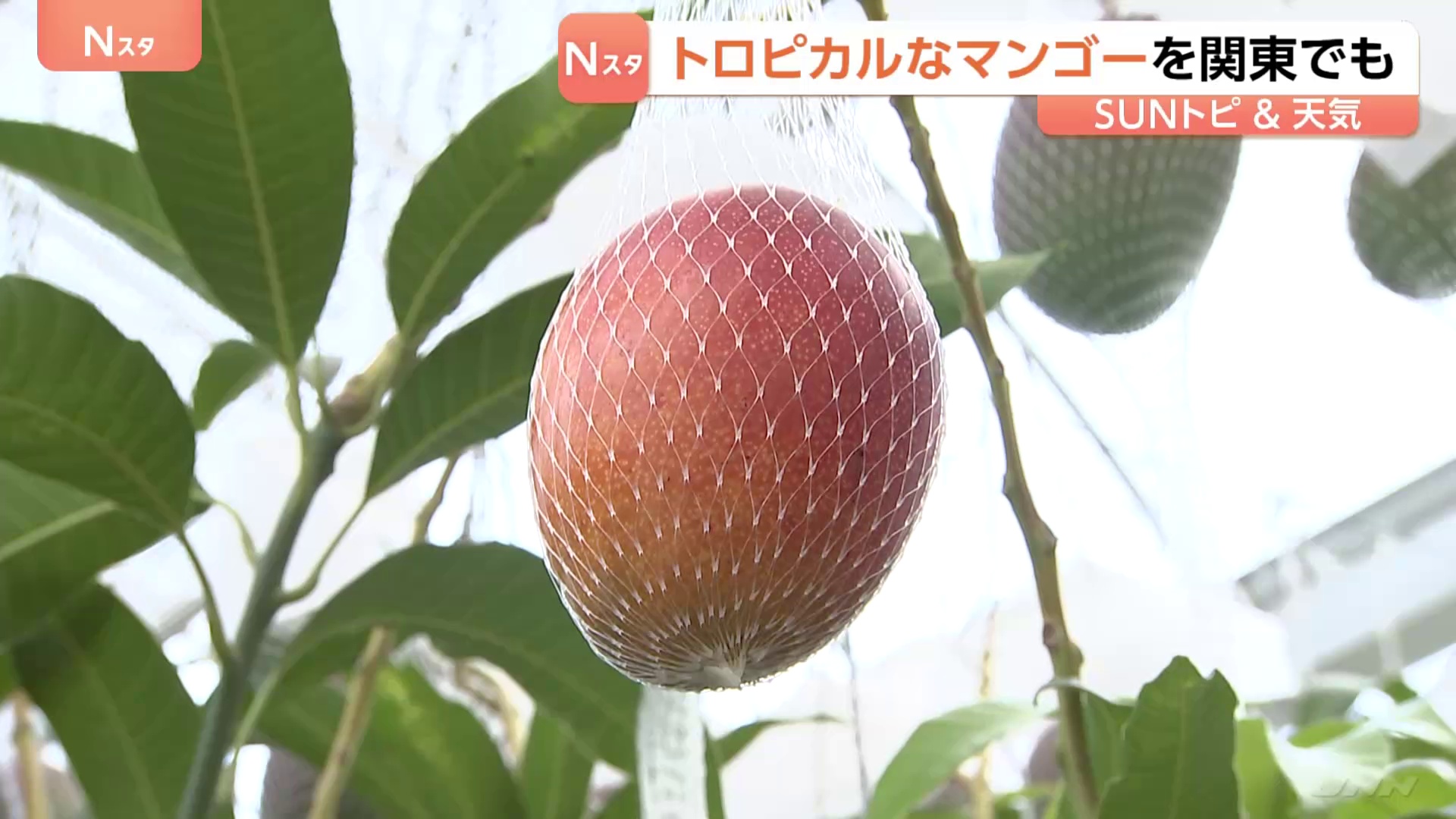 トロトロのマンゴー　甘みが強い　茨城