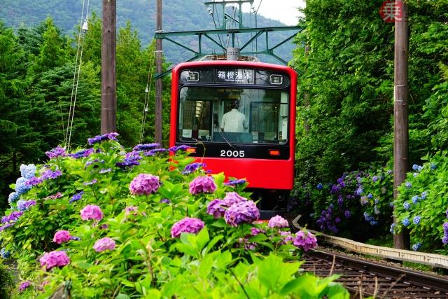 線路脇の「アジサイ」は観賞用じゃない!? じつは鉄道を守っていた！ 天然のインフラ「防災植栽」とは