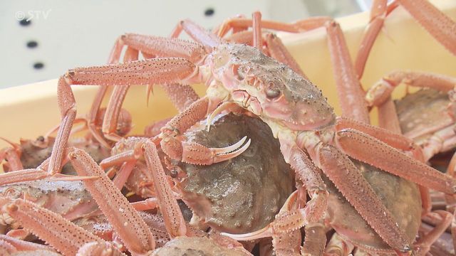 オオズワイガニを「ズワイガニ」として…計6510キロ販売　水産物卸売業者が食品表示法違反