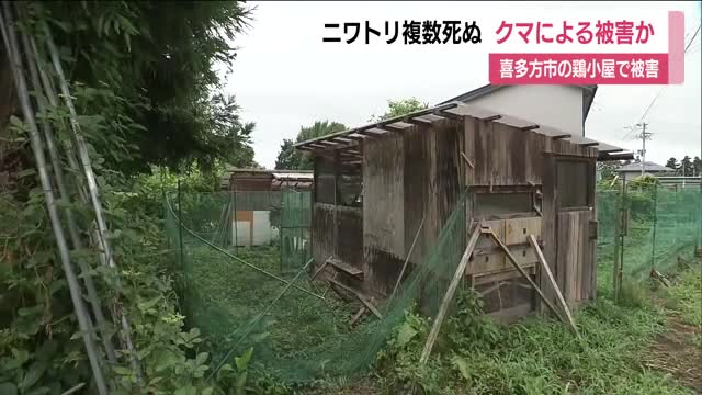 クマに襲われたか　喜多方市塩川町で鶏小屋壊されニワトリ４羽が死ぬ　３羽が不明　福島