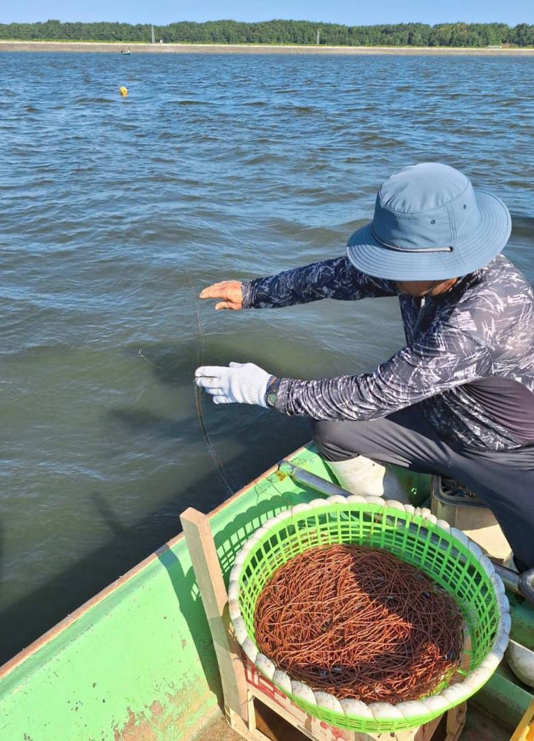 ヤマトシジミ不漁、食害か　大涸沼漁協が原因調査　キビレから大量稚貝　茨城
