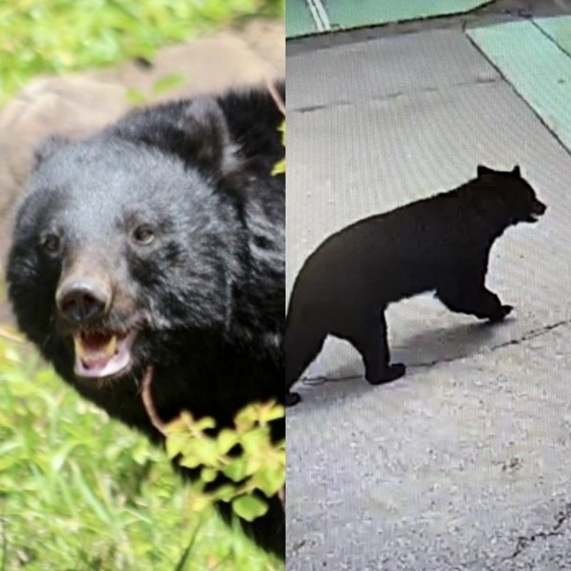 クマ捕獲　「殺さないでくれ」「山に逃がせ」役所に電話殺到で担当者は疲弊