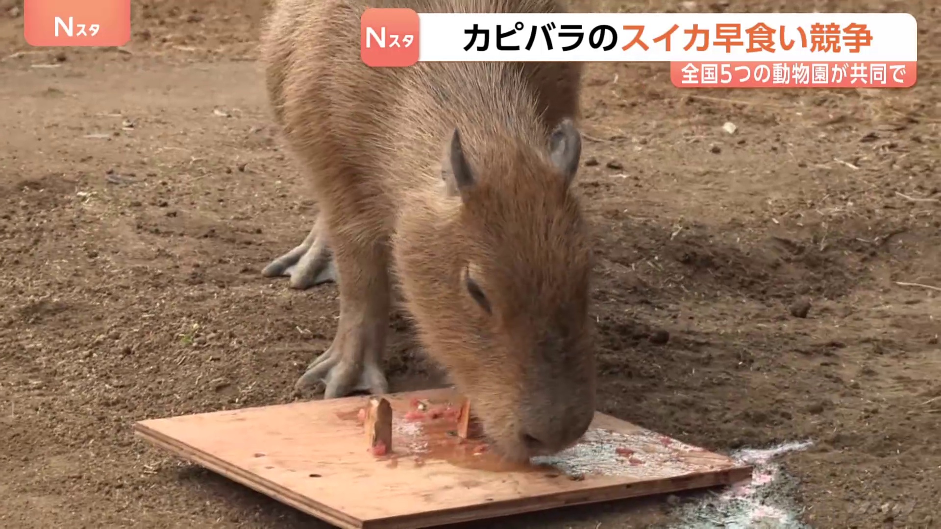 カピバラの「スイカの早食い競争」全国5つの動物園が共同開催