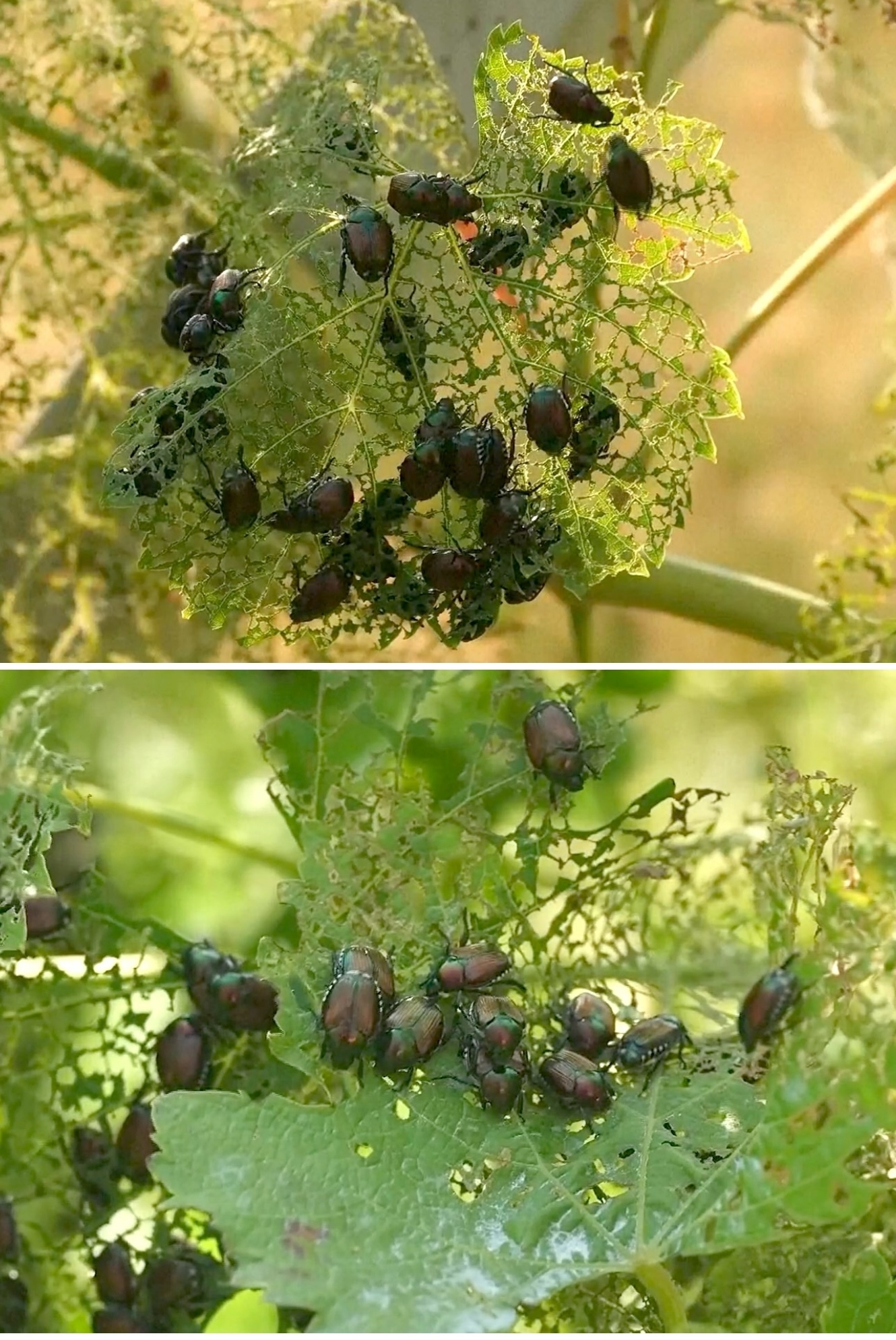 日本生まれの害虫「マメコガネ」がイタリアで大量発生　ブドウ園を次々と食い荒らす