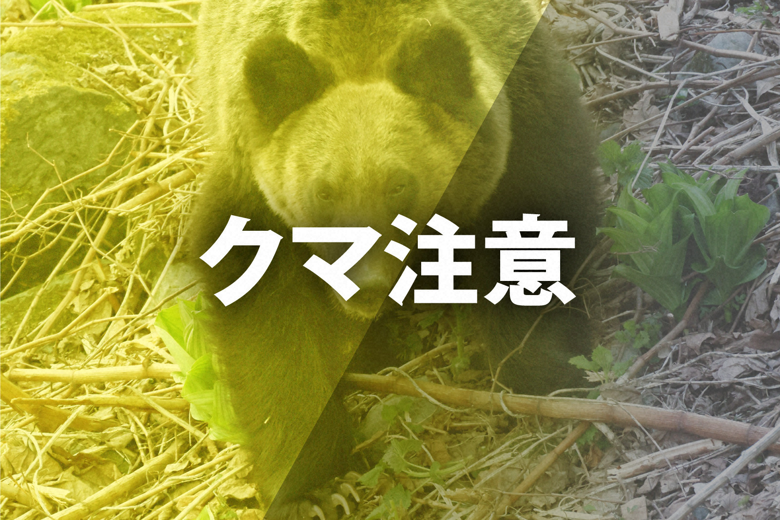 40代ハンター、ヒグマを駆除しようとしたところ逆襲され重傷 「命に別状なし」