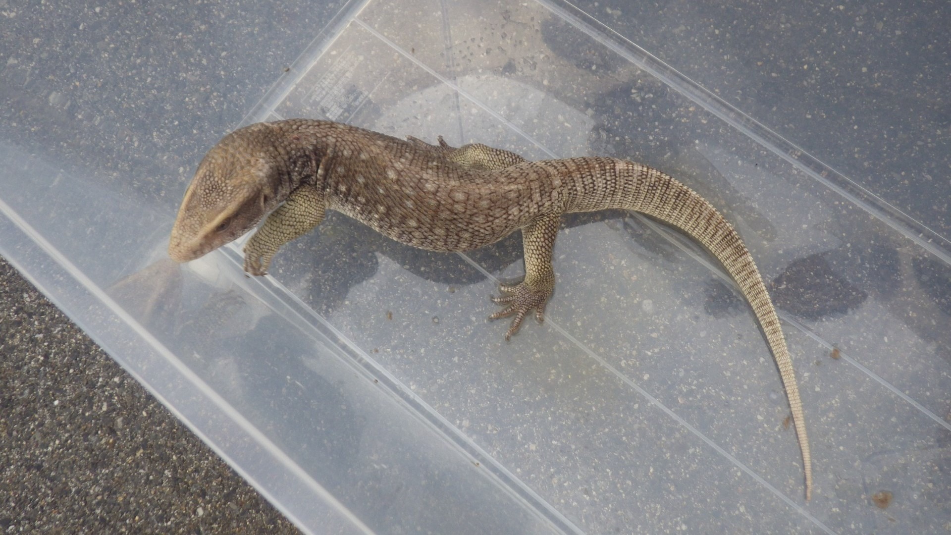 アパート駐車場で発見の「サバンナオオトカゲ」 飼い主が判明　記事を見て自宅にいないことに気づく