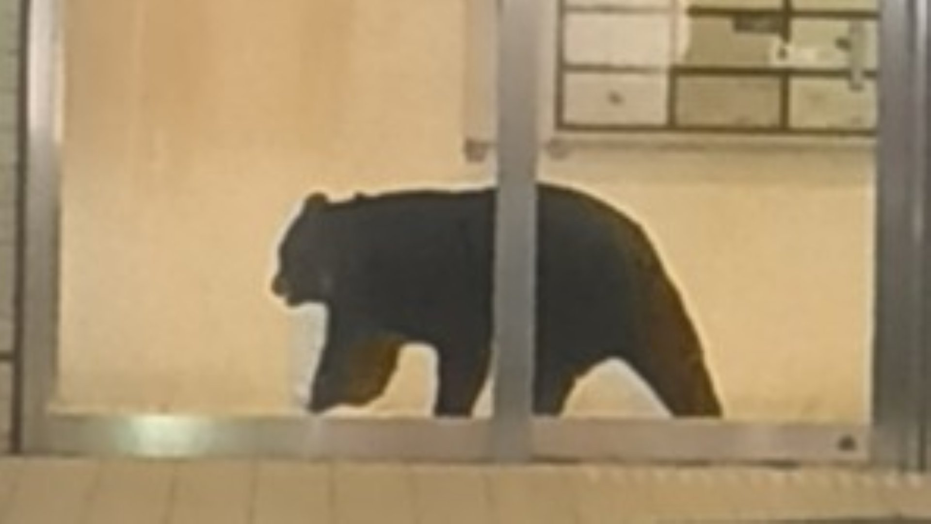 【速報】　ビルクマたてこも