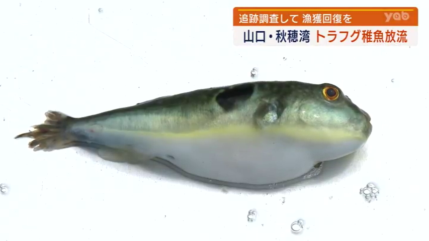 秋田港でもトラフグ捕れるから売り出しているけどイマイチ知名度がない