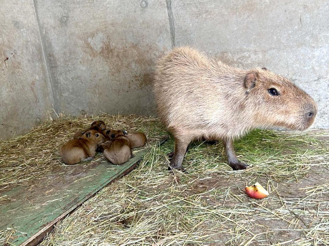 カピバラ赤ちゃん4匹誕生　9年ぶり　屋内で一般公開　日立市かみね動物園　茨城