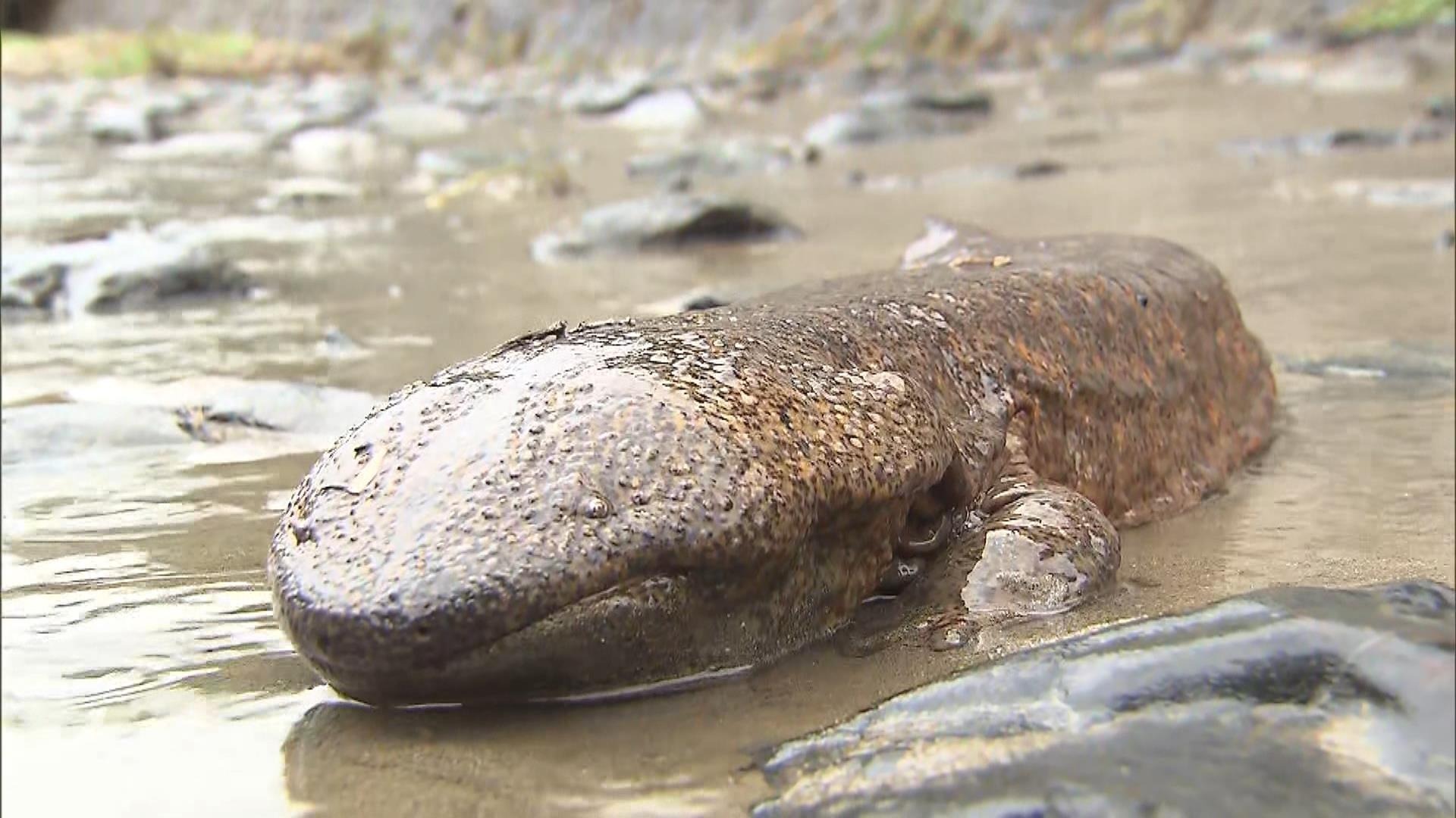 大雨の影響？鴨川で“生きた化石”オオサンショウウオの目撃情報相次ぐ