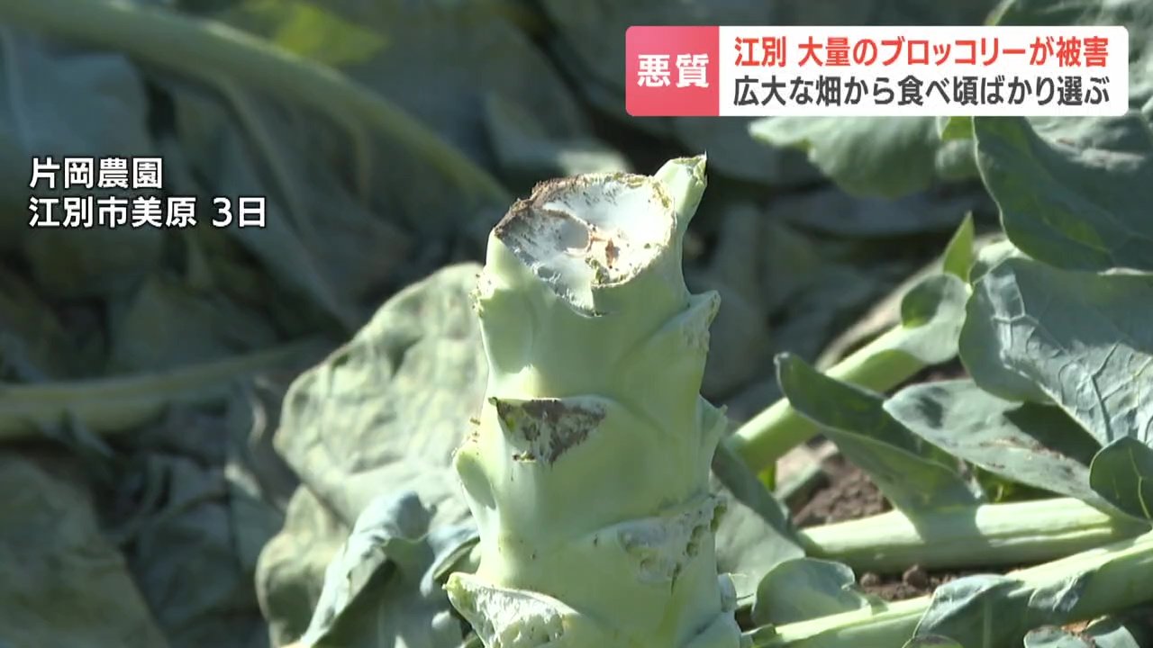 畑のブロッコリーが50株盗まれる被害に　北海道・江別市