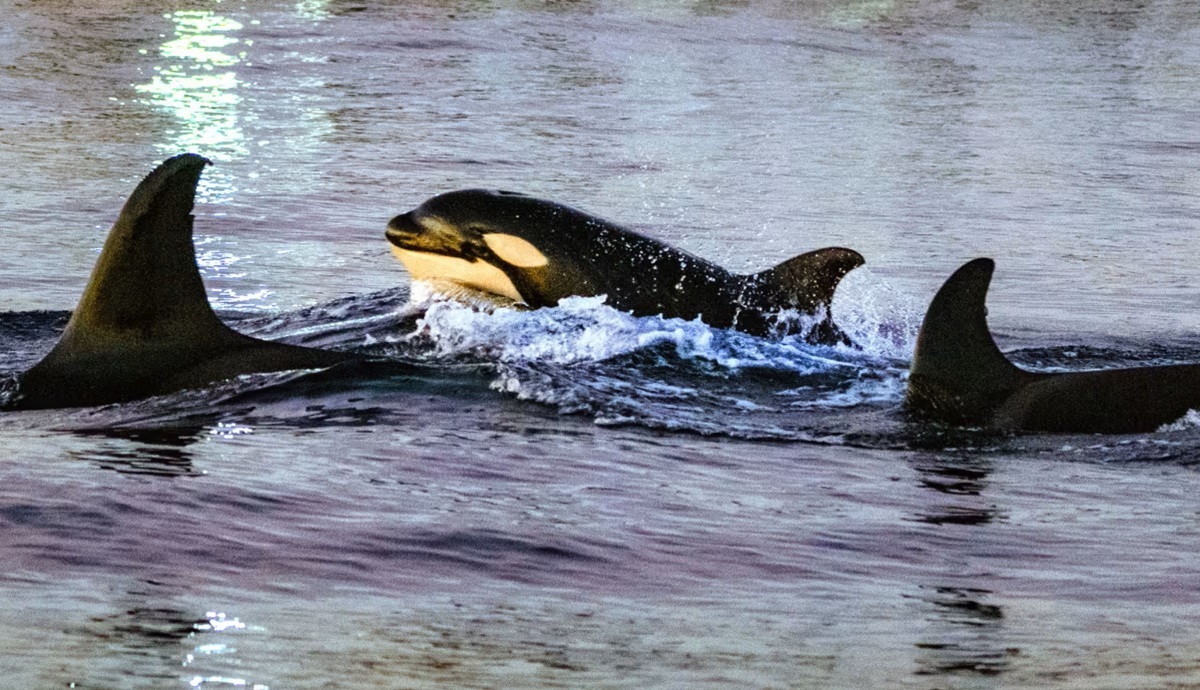 シャチ「マンボウに全速力体当たりすると爆発ww面白いww」