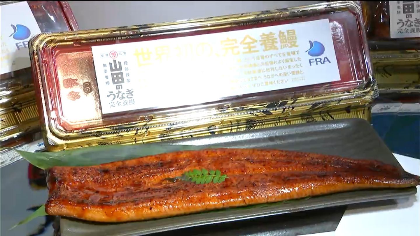鰻は子孫を残す為に人間が色々考える。お前らの子孫の事は誰も考えない。お前らは鰻以下だ。