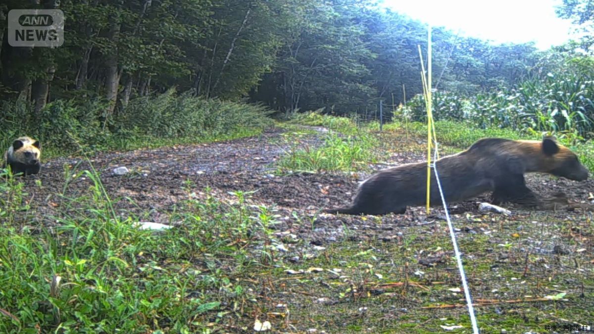 ヒグマ「これ入ると扉が閉まる“箱罠”って奴でしょ（・(ｪ)・）こっちは“電気柵”ね、ﾋｮｲｯと」