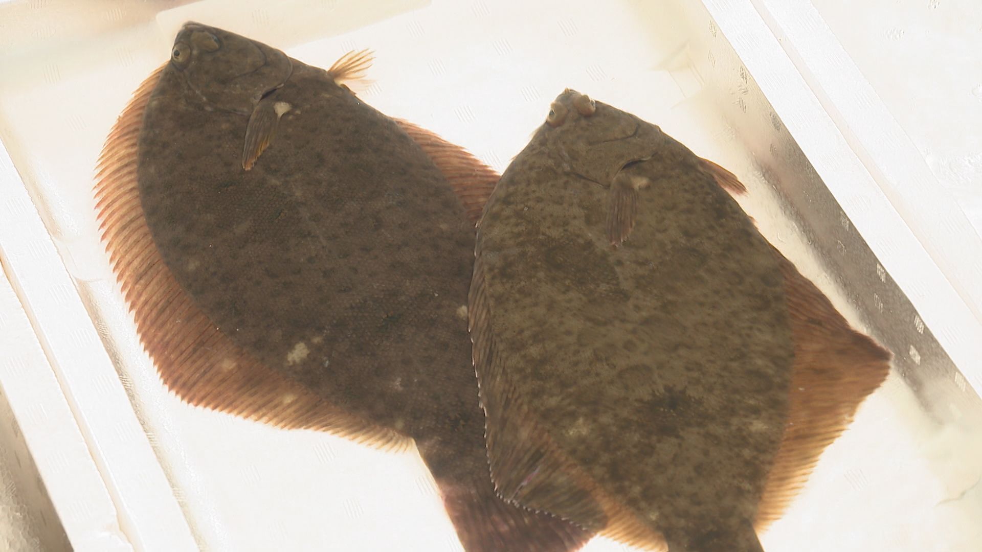 みんなヒラメよりもカレイが旨いと言うのはなんでなの？