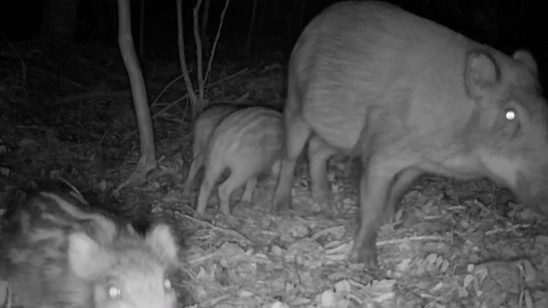 兵庫県南あわじ市沼島、泳いできたイノシシが繁殖、爆発的に増え脅威に