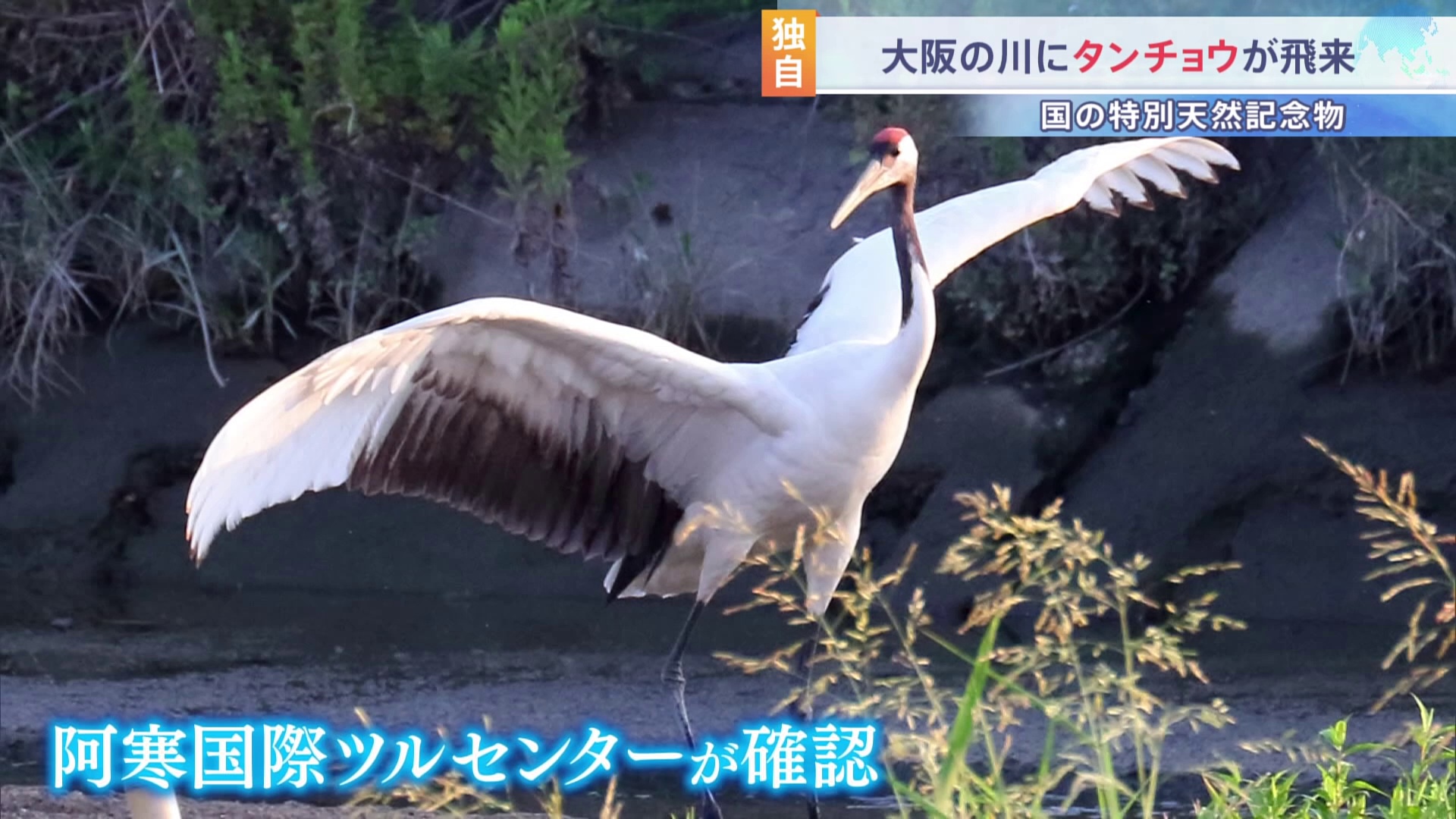 特別天然記念物「タンチョウ」が大阪府に飛来