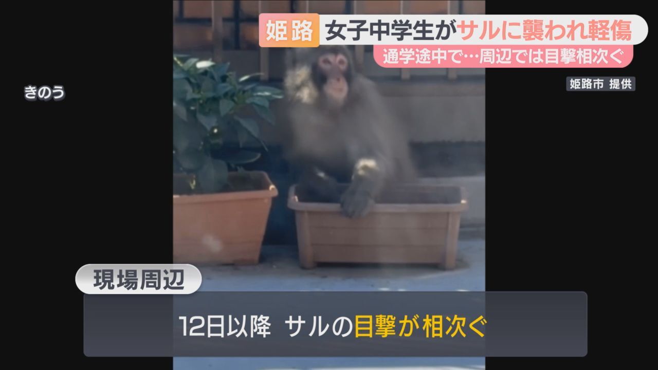 通学途中の女子中学生がサルに襲われ負傷　姫路