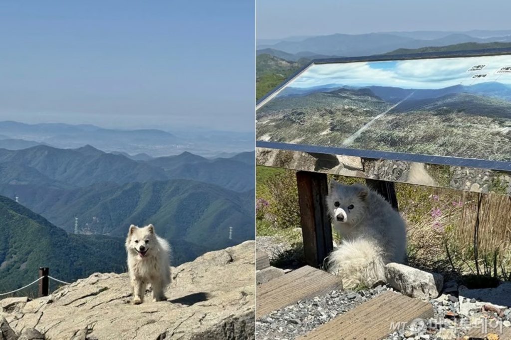 【朗報】天皇山(1198m)の頂上に捨てられた犬、心ある夫婦に救助され「豆腐」と名付けられ飼われる