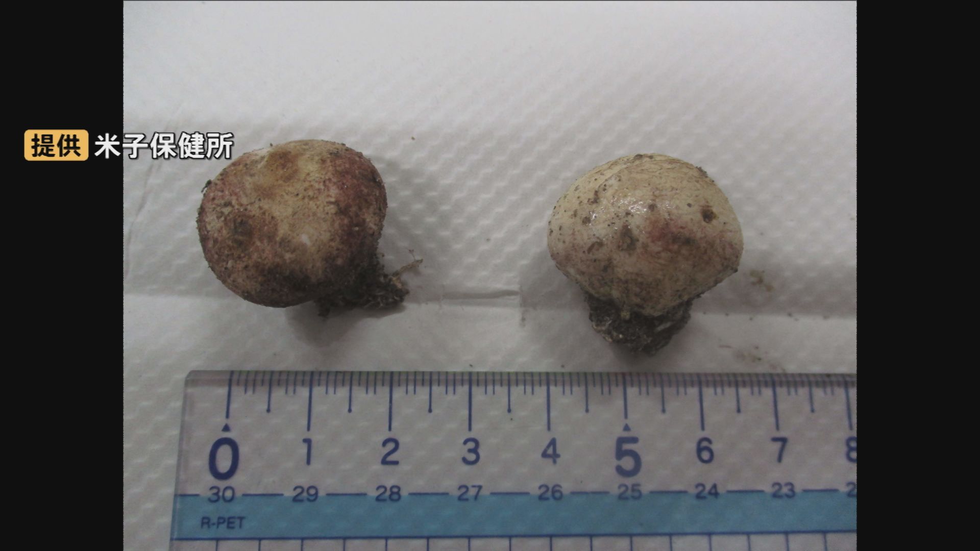 高級食材“ショウロ”と間違え自宅の庭に生えていた毒キノコを「きのこごはん」にして家族3人食中毒