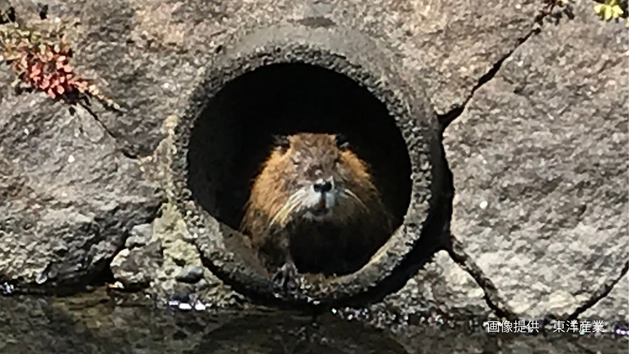 「なぜヌートリアは岡山県に多い?」広い干拓地、ため池、水田、温暖な気候