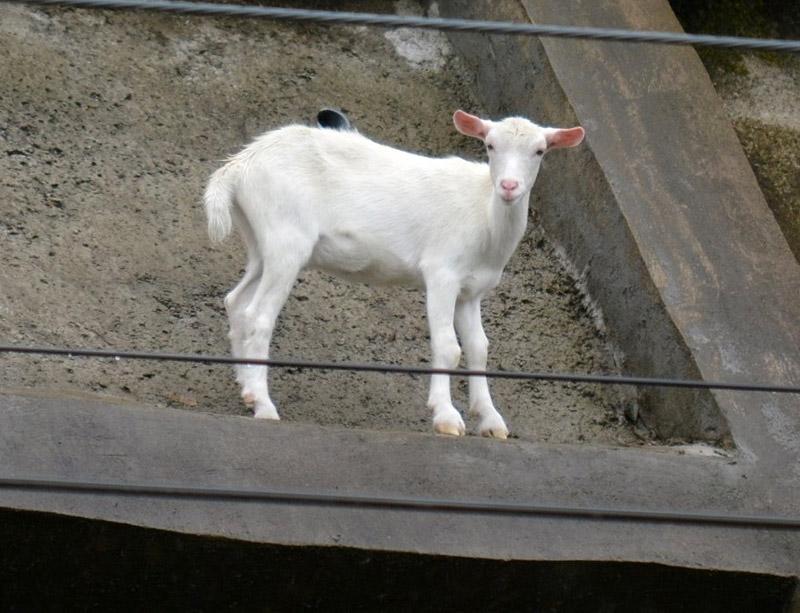 崖の上のポニョ、死ぬ