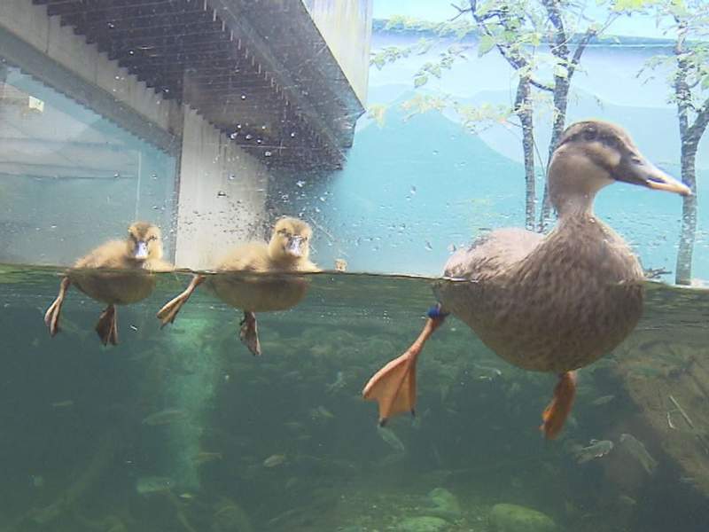 カルガモの赤ちゃんが生まれたよ